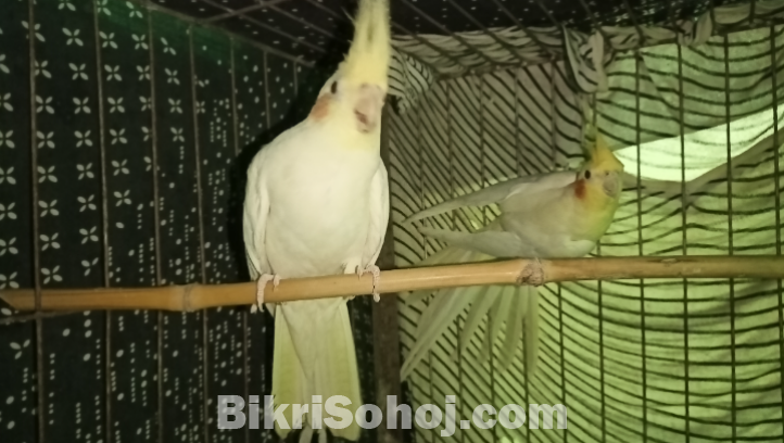 Lotino Cockatiel for sell